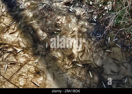 Una laguna secca (lago) e un sacco di piccoli pesci morti, siccità estiva, inquinamento idrico ulteriormente. Smelt di sabbia (Atherina boyeri) Foto Stock