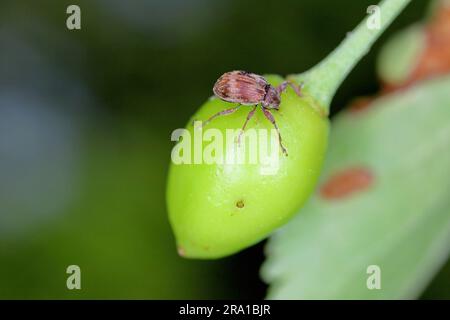 Anteronomus Furcipes Retrostris o ciliegio dolce, frutto di pietra dolce è un pesti maggiore di ciliegi Prunus avium, cerasus, Mahaleb, padus, spinosa. Foto Stock