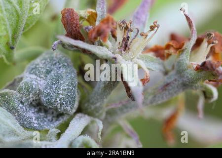 Infezione primaria di muffa in polvere (Podosphaera leucotricha) su foglie di mela e fiori. Foto Stock