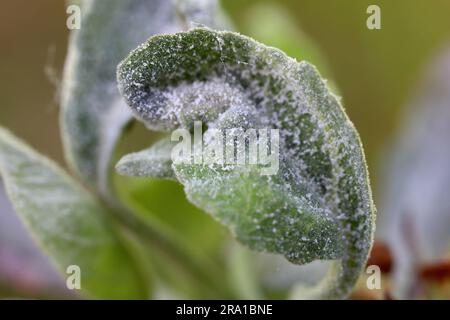 Infezione primaria di muffa in polvere (Podosphaera leucotricha) su foglie di mela e fiori. Foto Stock