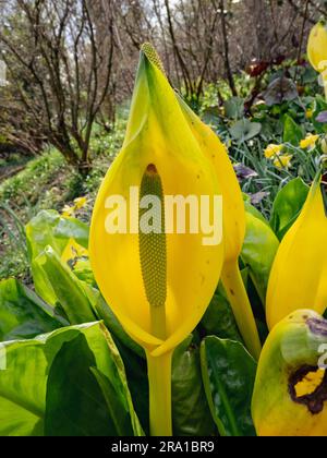 Symplocarpus foetidus o Skunk Cabbage Foto Stock