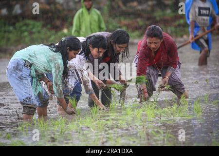 Lalitpur, Bagmati, Nepal. 30 giugno 2023. Le donne piantano piantine di riso in occasione della giornata nazionale della Paddy a Lalitpur, Nepal, il 29 giugno 2023. I nepalesi partecipano alla piantagione di riso, ballano e giocano con acqua fangosa durante il festival che cade su ''Asar 15'' secondo il calendario nepalese. (Immagine di credito: © Sunil Sharma/ZUMA Press Wire) SOLO USO EDITORIALE! Non per USO commerciale! Foto Stock