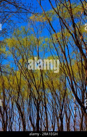 Immergiti nell'affascinante bellezza di varie specie di alberi, armoniosamente adagiati sotto un suggestivo cielo nuvoloso illuminato da una luce solare radiosa Foto Stock