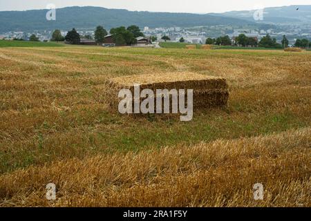 Balla di paglia o fieno in un campo in Europa dopo il raccolto estivo. Giorno nuvoloso, niente gente. Foto Stock