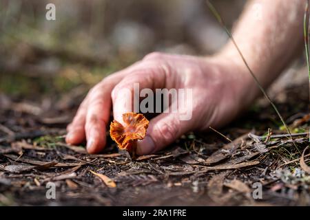 agricoltore che studia un campione di terreno e pianta sul campo. scienziato in un paddock Foto Stock