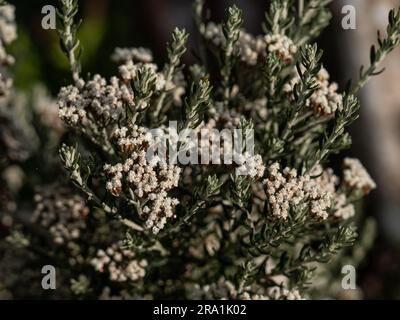 Un primo piano dei fiori bianchi e dei nuovi germogli del cespuglio neozelandese Ozothamnus rosmarinifolius Foto Stock