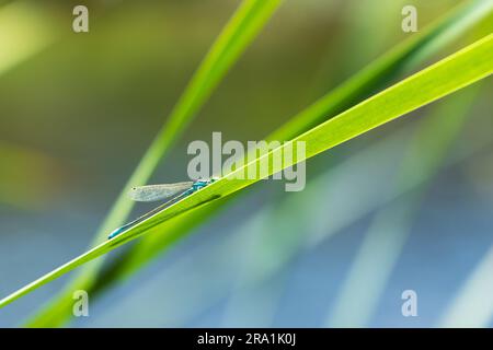 Potrait di una libellula azzurra posato sul vapore di erba, vicino al fiume Foto Stock