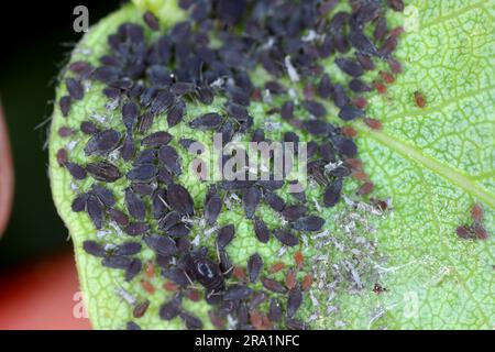 Alchide di pera, Melanaphis pyraria. Una colonia di individui senza ali sotto una foglia di pera. Foto Stock