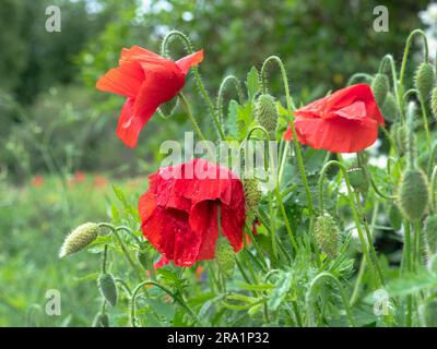 Primo piano di un fiore di papavero rosso bagnato con grandi petali ricoperti da gocce di pioggia e cime pelose verdi che crescono in città. Foto Stock