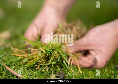 mani che tengono il pasutre in una fattoria da vicino Foto Stock