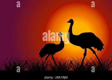 Struzzo al tramonto. Silhouette di emu su sfondo arancione. Due struzzi in savana. Un paio di cassowary al tramonto. Fauna selvatica dell'Australia. Giornata australiana Illustrazione Vettoriale