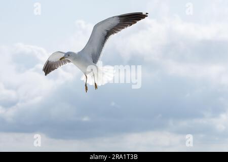 Foto di un gabbiano in volo in una giornata di sole con alcune nuvole sullo sfondo. Foto Stock
