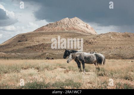 Cavalli selvatici che mangiano erba nel deserto Foto Stock