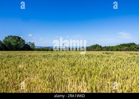 Dresda, Germania. 29 giugno 2023. In lontananza, la torre della televisione di Dresda si innalza dietro i campi. Credito: Daniel Schäfer/dpa/Alamy Live News Foto Stock