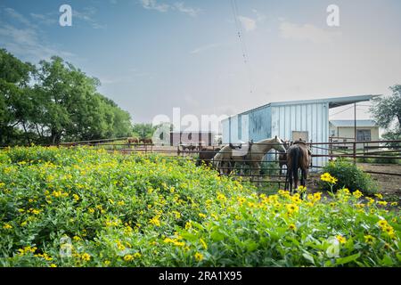 Cavalli in stalla e corral, con fiori selvatici in primo piano. Foto Stock
