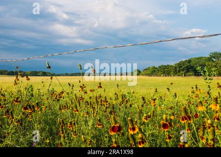 Fiori selvatici gialli e rossi in campo verde con cielo blu profondo. Foto Stock