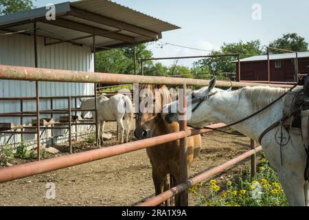 Cavallo bianco e marrone che si salutano a corral. Foto Stock