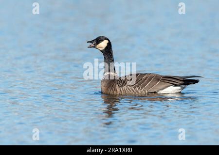 Cackling Goose (Branta hutchinsii), adulto sull'acqua, Calling, USA, California Foto Stock