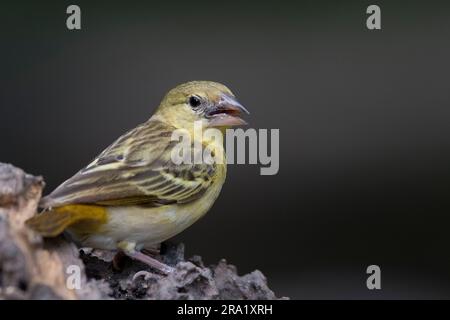 tessitore del villaggio, tessitore con spalline (Ploceus cullatus, Textor cullatus), donna appollaiata su una pietra, Gambia Foto Stock