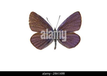 Piccolo blu (Cupido minimus), maschio, superiore, ritagliato Foto Stock