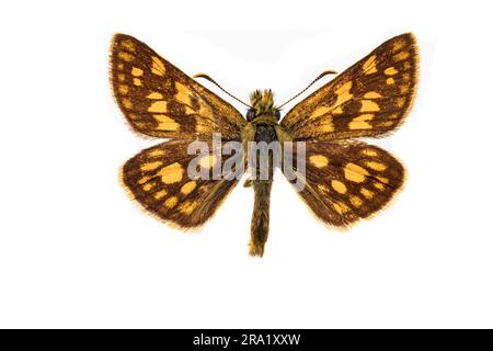 Skipper con equitazione, Skipper artico (Carterocephalus palaemon, Pamphila palaemon), maschio, superiore, tagliato Foto Stock