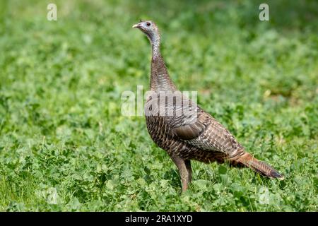 tacchino selvatico (Meleagris gallopavo), donna adulta che cammina a terra, USA, California Foto Stock