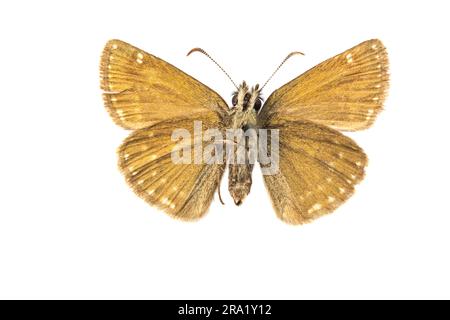 Dingy skipper (Erynnis Tages), sottoscocca, ritaglio, Francia Foto Stock