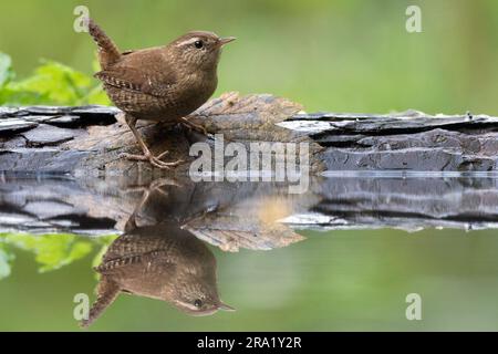 Winter wren (Troglodytes troglodytes), arroccato sul bordo dell'acqua di uno stagno nella foresta, Reflection, Paesi Bassi, Overijssel Foto Stock