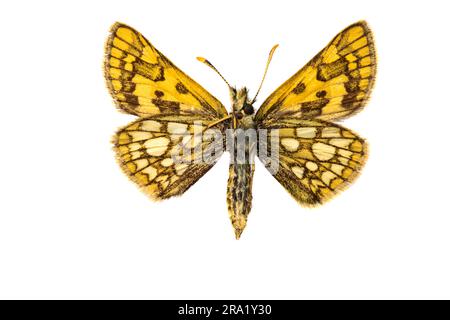 Skipper a scacchiera, Skipper artico (Carterocephalus palaemon, Pamphila palaemon), femmina, sottoscocca, ritagliata Foto Stock