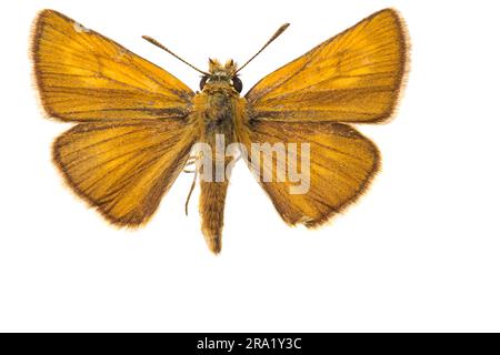 Lulworth skipper (Thymelicus acteon), femmina, upperside, cut out, Paesi Bassi Foto Stock