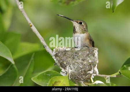 Colibrì di Allen (Selasphorus sasin), femmina seduta sul suo nido, USA, California Foto Stock