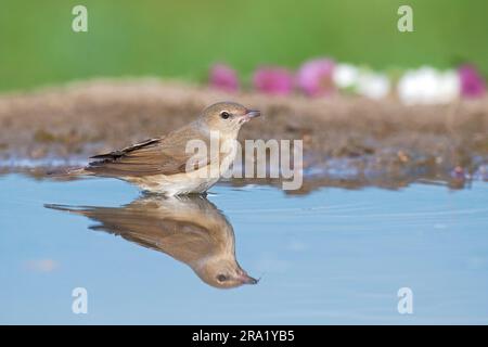 Parula da giardino (Sylvia borin), bagno, Italia Foto Stock