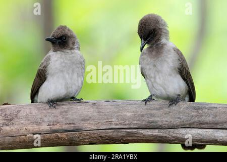 giardino bulbul, comune bulbul (Pycnonotus barbatus), due bulbi arroccati insieme su un ramo morto, Gambia Foto Stock