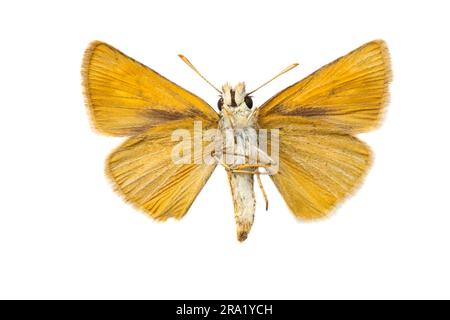 Skipper di Lulworth (Thymelicus acteon), femmina, sottoscocca, ritagliata, Europa Foto Stock