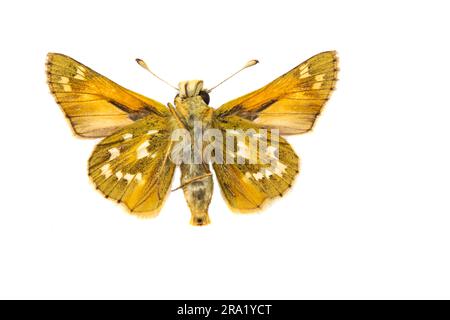 Skipper con macchie d'argento, skipper con marchio Common, skipper con erba olartica (Hesperia comma), maschio, sottoscocca, ritagliato Foto Stock