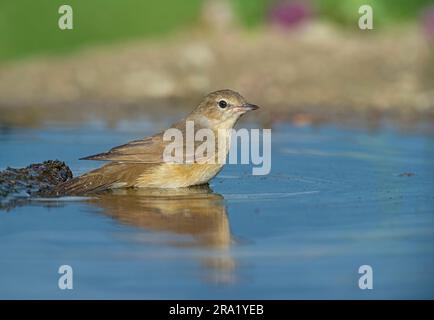 Parula da giardino (Sylvia borin), bagno, Italia Foto Stock