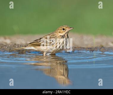 Pitpit d'albero (Anthus trivialis), in piedi in acque poco profonde, Italia Foto Stock