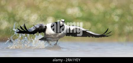 barnacle Goose (Branta leucopsis), decollo dall'acqua, vista frontale, Paesi Bassi Foto Stock