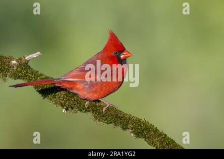 Cardinale comune, cardinale rosso (Cardinalis cardinalis), arroccato maschile su un ramo, vista laterale, USA, Texas Foto Stock