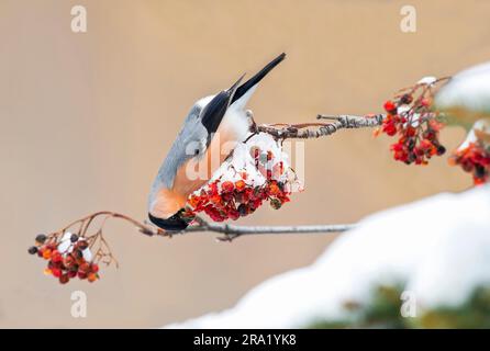 bullfinch, bullfinch eurasiatico, bullfinch settentrionale (Pyrrhula pyrrrhula), rowanberries maschi in inverno, vista laterale, Italia Foto Stock