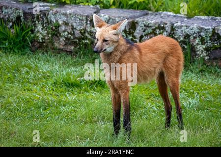 Lupo mannaro su prati erbosi del Sanctuary Caraza, muro di pietra sullo sfondo, Minas Gerais, Brasile Foto Stock