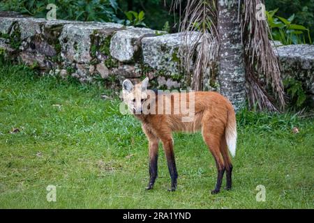 Lupo mannaro su prati erbosi del Santuario di Caraca, girando la testa a destra, muro di pietra sullo sfondo, Minas Gerais, Brasile Foto Stock