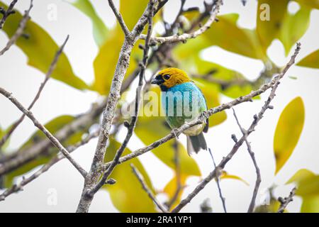 Piccola e colorata tanager dai bordi di Gilt arroccata su un piccolo ramo sullo sfondo verde, il parco naturale di Caraca, Minas Gerais, Brasile Foto Stock