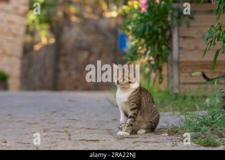 Un gatto domestico siede sul bordo di una strada acciottolata nella città vecchia. Alanya, Turchia. Foto Stock