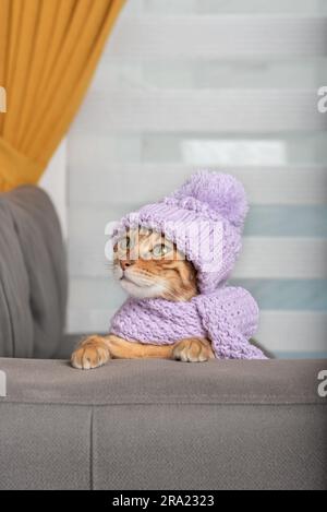 Gatto rosso domestico in un cappello e una sciarpa lavorati a maglia. Foto Stock