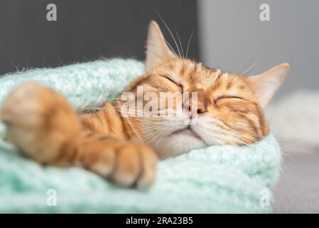 Un carino gatto rosso dorme avvolto in un caldo maglione. Foto Stock