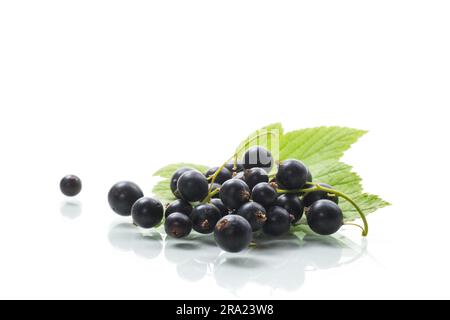 bacche di ribes nero mature con foglie isolate su sfondo bianco. Foto Stock