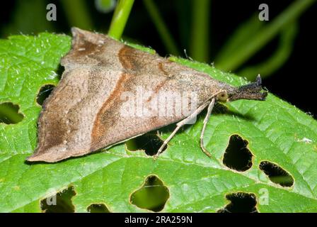 Moth il Snout Foto Stock