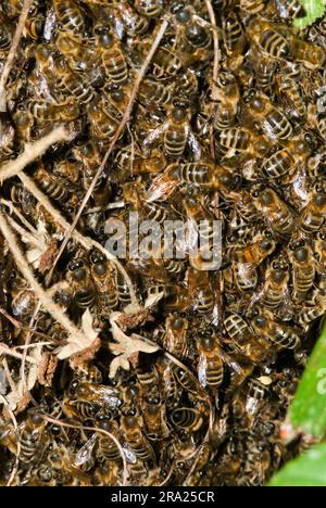 Swarming Honey Bees. Foto Stock