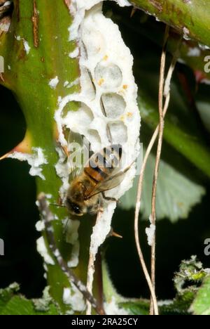 Honey Bee dopo che Swarm se n'è andato Foto Stock